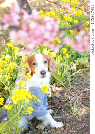 A pet dog looking at the camera among Kawazu cherry blossoms and rape blossoms A pet dog looking at the camera among Kawazu cherry blossoms and rape blossoms 135867492