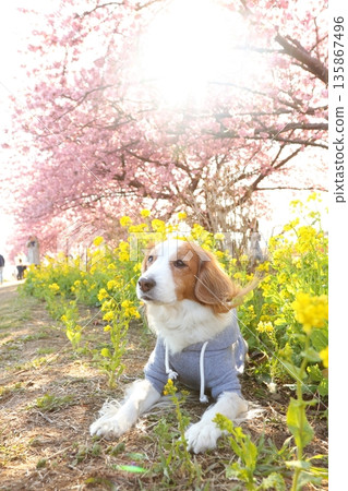 小池坐在溫暖的小出川邊 135867496