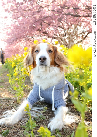 Spring-colored Kooikerhondje taken in a vertical composition 135867501