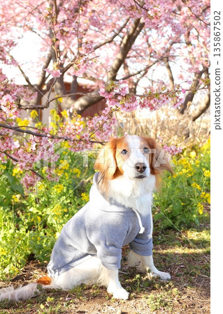 A commemorative photo of Kawazu cherry blossoms, rape blossoms, and my beloved dog at Koidegawa River 135867502