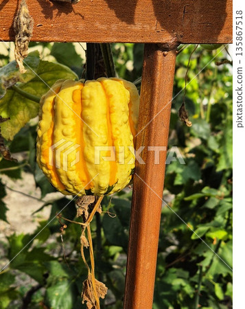 ellow pumpkin growing on a wooden support. small pumpkin of interesting shape. decorative pumpkin 135867518