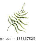 Curling fern frond,evoking the enchanted forests of England,Ireland,and Scotland.Watercolor clip art in green tones for mystical botanical or fantasy themes,heritage branding,nature inspired art 135867525
