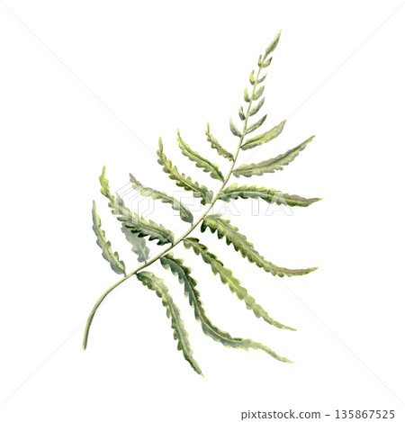 Curling fern frond,evoking the enchanted forests of England,Ireland,and Scotland.Watercolor clip art in green tones for mystical botanical or fantasy themes,heritage branding,nature inspired art Curling fern frond,evoking the enchanted forests of England,Ireland,and Scotland.Watercolor clip art in green tones for mystical botanical or fantasy themes,heritage branding,nature inspired art 135867525