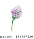 Clover soft lilac flower,symbolizing wedding grace and tender romance.Hand drawn watercolor clip art in washes and fine detail for bridal stationery,spring celebrations,feminine design projects 135867526