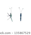 Template set of a butterflys body without wings,shown in top and side views.Painted in watercolor with soft textures,for nature guides,educational projects,and weddings designs 135867529