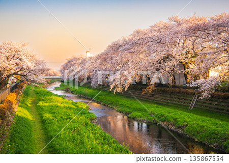 Kawazu cherry blossoms in full bloom and the sunset illuminating the river surface 135867554