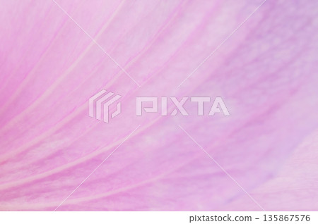 Pink flower petals in great detail . Pink flower petals in great detail . 135867576
