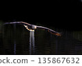 Closeup view of Sea eagle flying low over a lake. 135867632