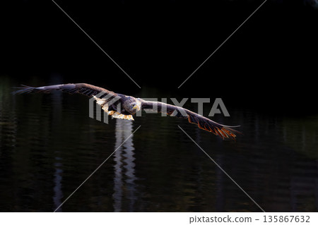 Closeup view of Sea eagle flying low over a lake. Closeup view of Sea eagle flying low over a lake. 135867632