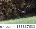 Golden eagle is flying low over a meadow against the camera. 135867633