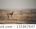 Solitary Wild Fox Stands in Dry Grassland Under Soft Evening Light, Watchful and Alert 135867647