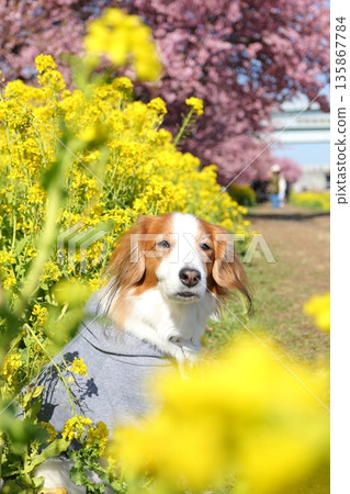 A spring portrait of Kooiker taken during a walk 135867784
