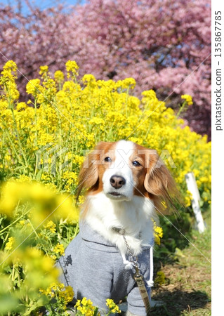 A spring portrait of Kooiker surrounded by Kawazu cherry blossoms and rape blossoms 135867785