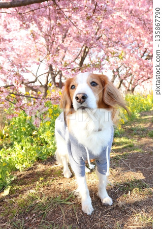 Koiker in a stylish hoodie and spring flowers 135867790