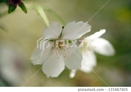 Shoki's Cherry Blossoms Shoki's Cherry Blossoms 135867805