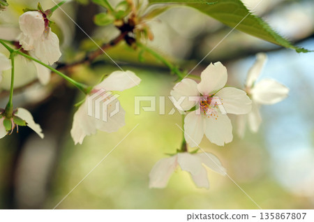 Shoki's Cherry Blossoms 135867807