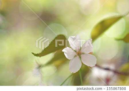 Shoki's Cherry Blossoms Shoki's Cherry Blossoms 135867808