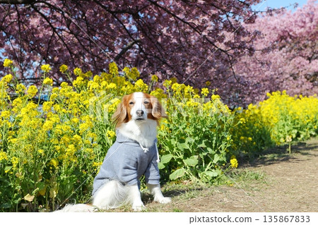 Koikeru sitting by the warm Koide River 135867833