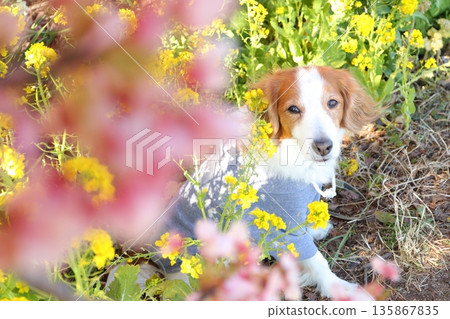 Kooikerhondje surrounded by cherry blossoms and rape blossoms Kooikerhondje surrounded by cherry blossoms and rape blossoms 135867835