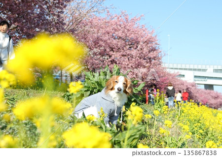 A pet portrait of a Kooiker taken during a spring walk 135867838