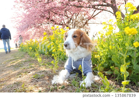 A horizontal shot of Koyker bathed in bright spring sunshine 135867839