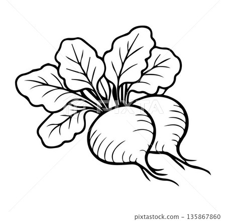 Beetroot. Beetroot icon. Vegetables. Fresh food. Hand drawn Beetroot. Beetroot vegetable icon over white background, line style, vector illustration 135867860