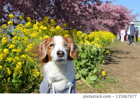 小公雞可愛地站在春花叢中 135867877