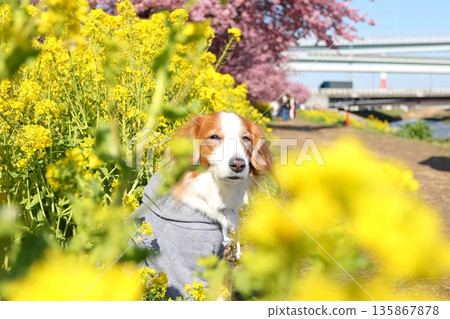 A spring portrait of Kooiker surrounded by cherry blossoms and rape blossoms 135867878