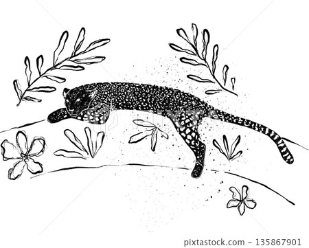 leopard, animal, panther 135867901