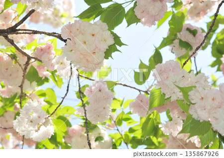 Shogetsu Cherry Blossoms 135867926