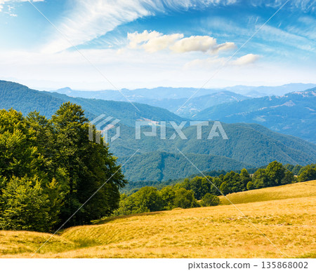 beautiful mountain landscape with beech trees on rolling hills. wonderful view of alpine countryside scenery of transcarpathia on a sunny day. natural background for outdoor adventure in ukraine beautiful mountain landscape with beech trees on rolling hills. wonderful view of alpine countryside scenery of transcarpathia on a sunny day. natural background for outdoor adventure in ukraine 135868002