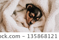 Adorable Sleeping Puppy Snuggled in Soft White Blanket for a Cozy Naptime Moment 135868121