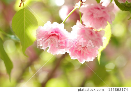 伊莫斯櫻花 135868174