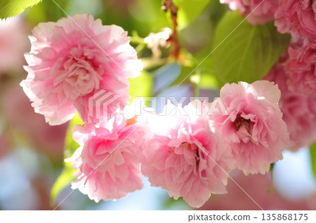 伊莫斯櫻花 伊莫斯櫻花 135868175