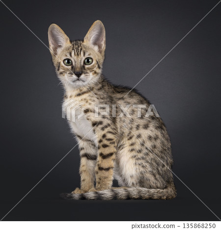 Baby cat on black background 135868250