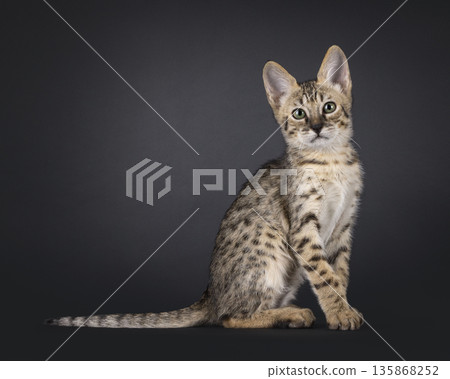 Baby cat on black background Baby cat on black background 135868252