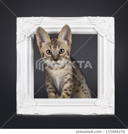 Baby cat on black background Baby cat on black background 135868256