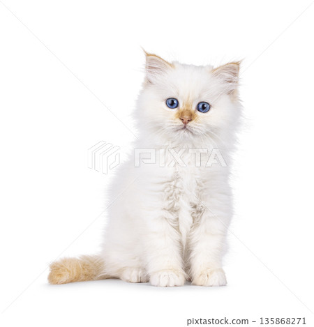 Red point kitten on white background Red point kitten on white background 135868271
