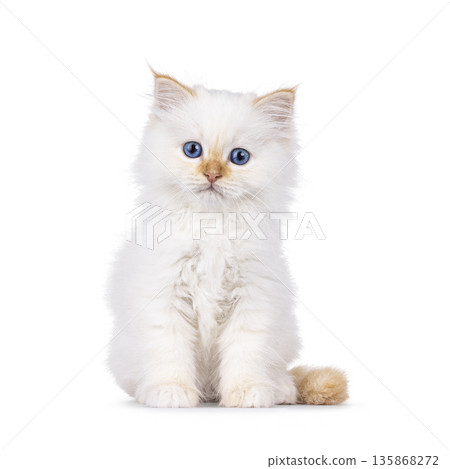 Red point kitten on white background Red point kitten on white background 135868272