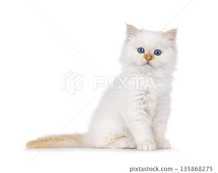 Red point kitten on white background Red point kitten on white background 135868275