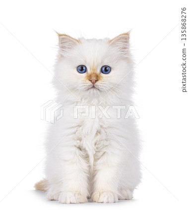 Red point kitten on white background 135868276