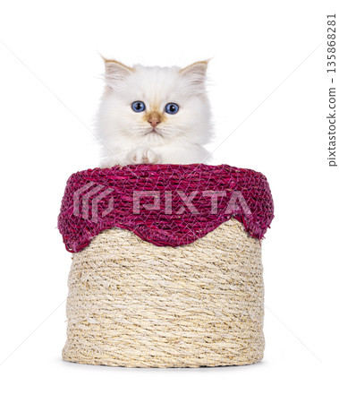 Red point kitten on white background Red point kitten on white background 135868281
