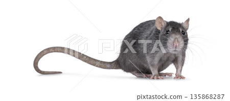 Tame rat on white background 135868287