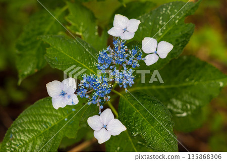 Summer in Ichinoseki, Iwate Prefecture, Ame no Michinoku Hydrangea Garden 135868306