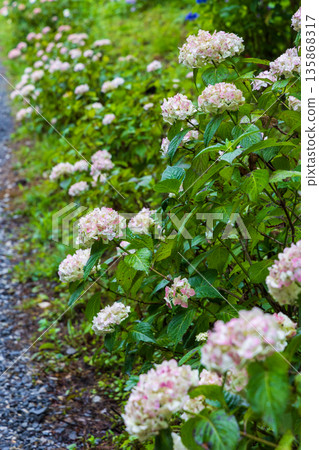 Summer in Ichinoseki, Iwate Prefecture, Ame no Michinoku Hydrangea Garden, Hakujubeni Summer in Ichinoseki, Iwate Prefecture, Ame no Michinoku Hydrangea Garden, Hakujubeni 135868317