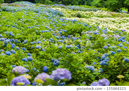 夏天的岩手縣一關市天奧紫陽花園 135868323