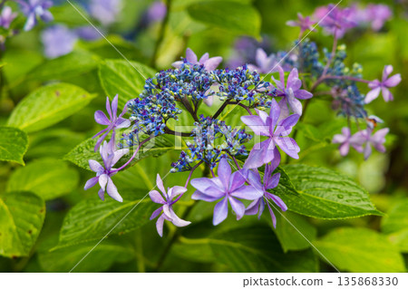 夏天的岩手縣一關市天奧紫陽花園 夏天的岩手縣一關市天奧紫陽花園 135868330