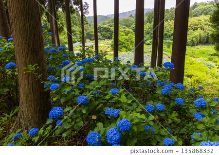 Summer in Ichinoseki, Iwate Prefecture, Ame no Michinoku Hydrangea Garden Summer in Ichinoseki, Iwate Prefecture, Ame no Michinoku Hydrangea Garden 135868332