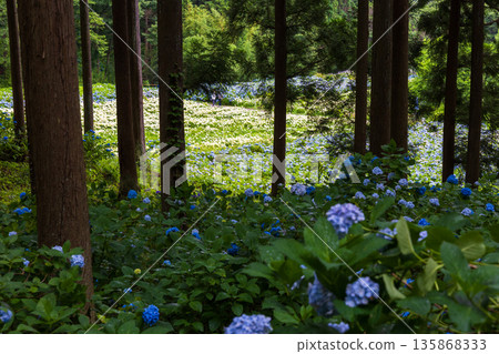 Summer in Ichinoseki, Iwate Prefecture, Ame no Michinoku Hydrangea Garden 135868333