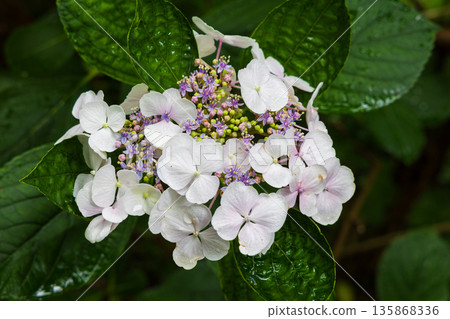 Summer in Ichinoseki, Iwate Prefecture, Ame no Michinoku Hydrangea Garden Summer in Ichinoseki, Iwate Prefecture, Ame no Michinoku Hydrangea Garden 135868336